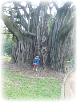 イビラプエラ公園の風景:At Ibirapuera Park in São Paulo